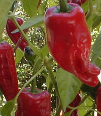 Paprika kořeninová Vulkán - Capsicum annuum - semena - 10 ks