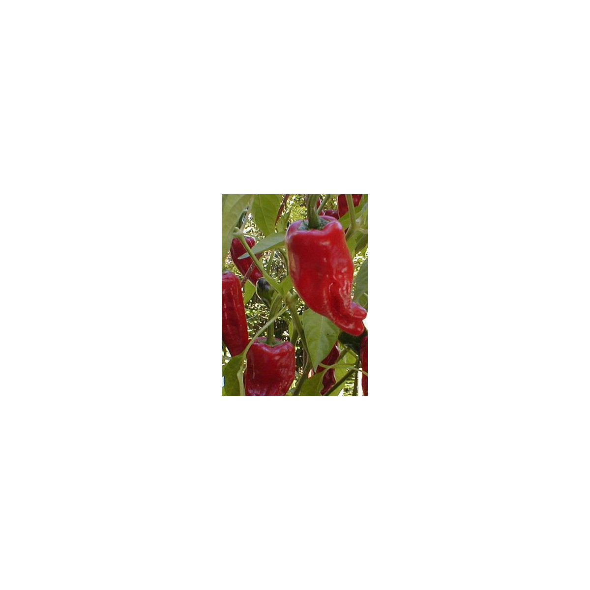 Paprika kořeninová Vulkán - semena papriky - Capsicum annuum - 45 ks