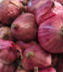 Charlotka šalotka – Allium cepa L. – 50 ks semen