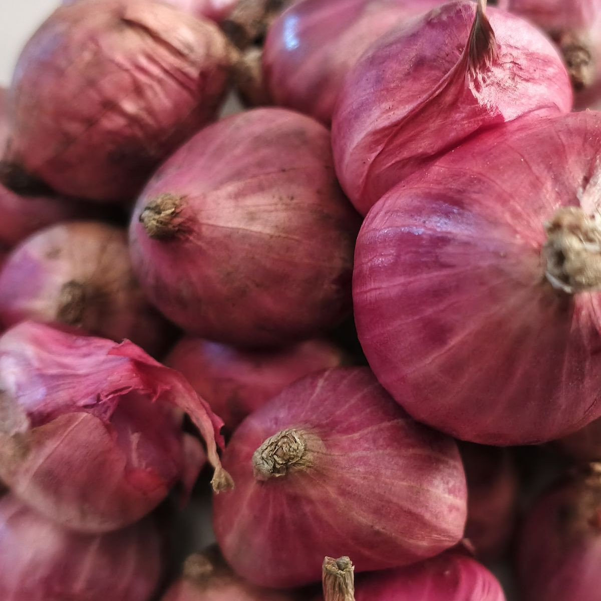 Charlotka šalotka – Allium cepa L. – 50 ks semen