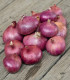 Charlotka šalotka – Allium cepa L. – 50 ks semen