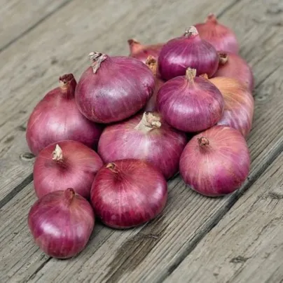 Charlotka šalotka – Allium cepa L. – 50 ks semen