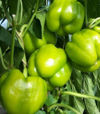 Paprika Monte - Capsicum Annuum - semena - 5 ks