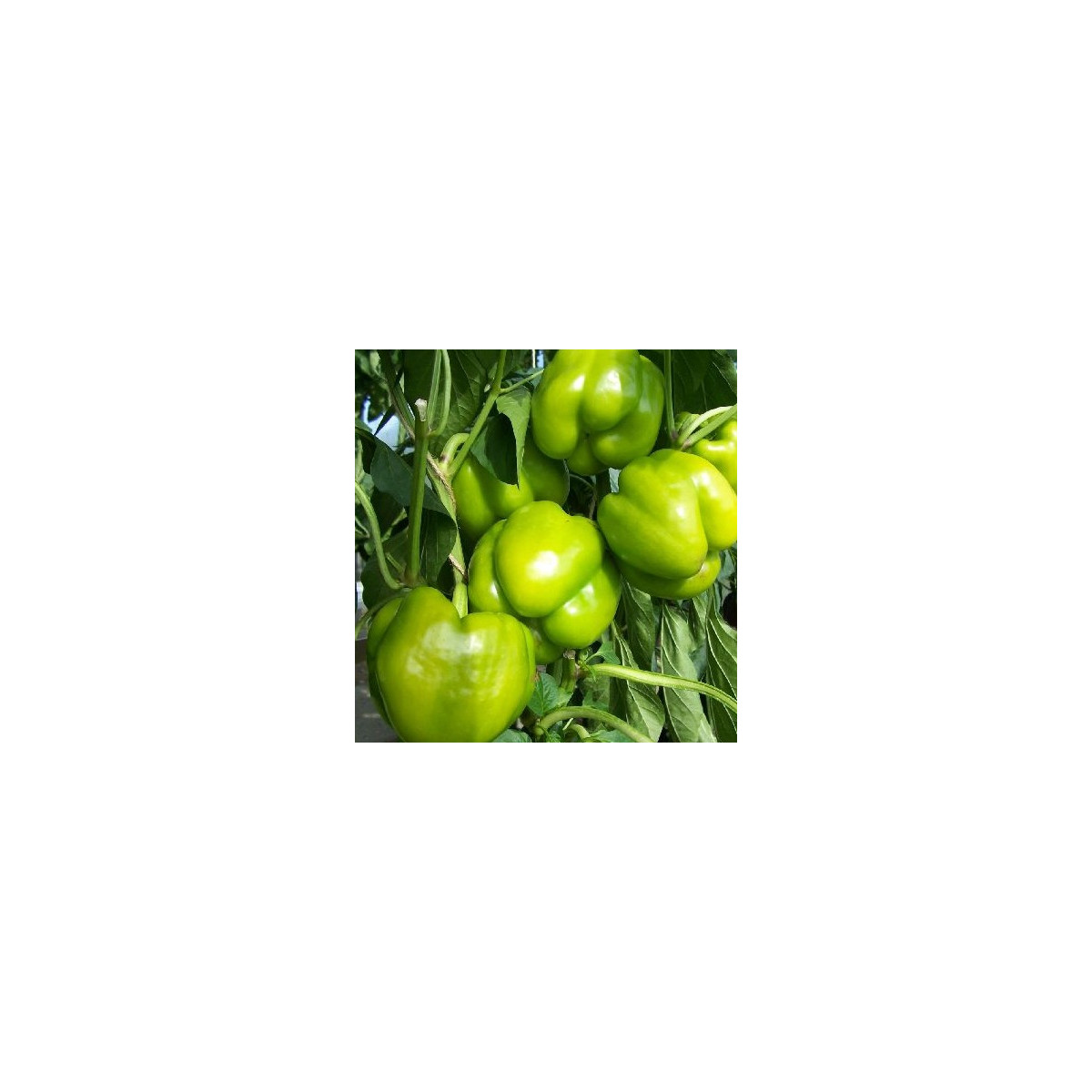 Paprika Monte - semena papriky - Capsicum Annuum - 5 ks