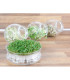 Bio miska na klíčení rukoly – Buzzy Organic – Pieterpik