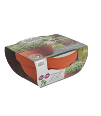 Kadeřávek Microgreens v terakotové misce Buzzy Pieterpik