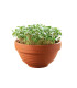 Kadeřávek Microgreens v terakotové misce Buzzy Pieterpik