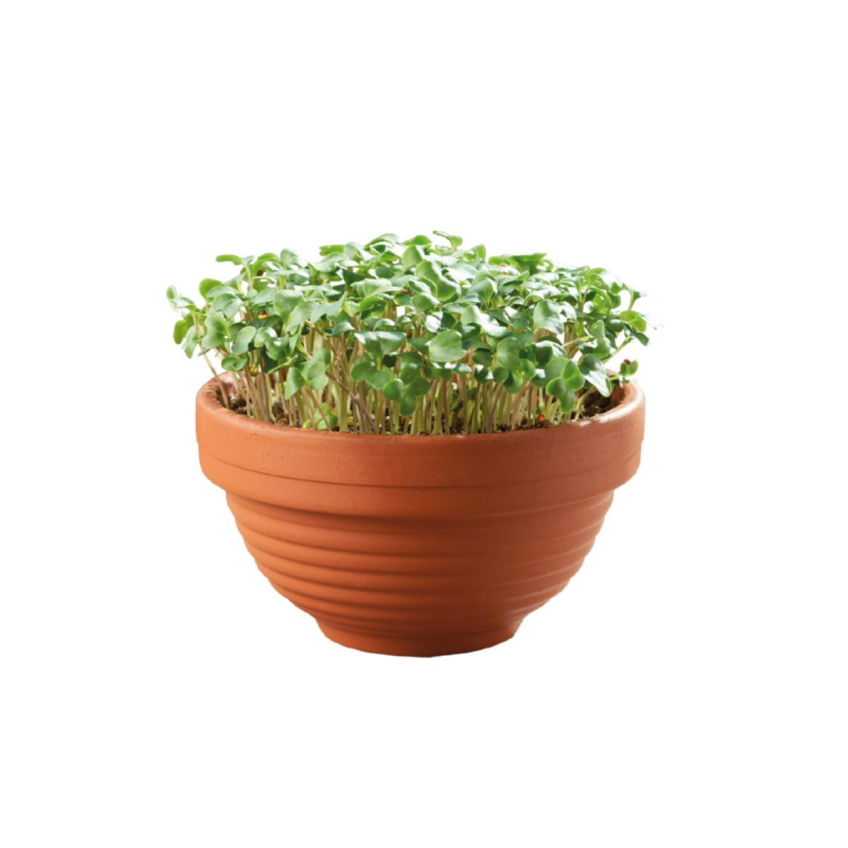 Kadeřávek Microgreens v terakotové misce Buzzy Pieterpik