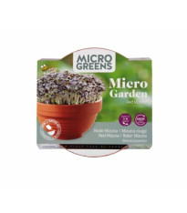 Sada Microgreens s červenou mizunou v terakotové misce
