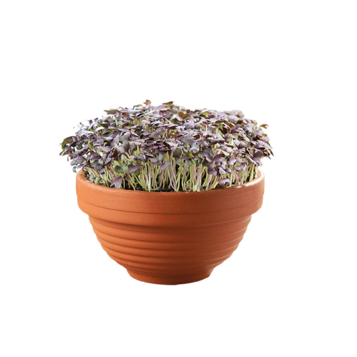 Sada Microgreens s červenou mizunou v terakotové misce