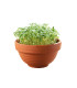 Tatsoi Microgreens v terakotové misce Buzzy Pieterpik