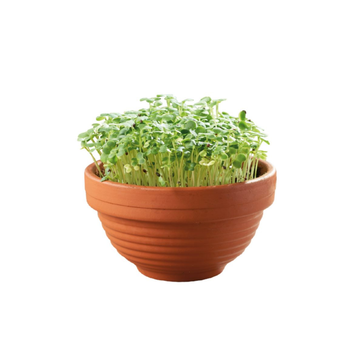 Tatsoi Microgreens v terakotové misce Buzzy Pieterpik