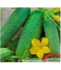Okurka nakládačka pařížská - Cucumis sativus - semena - 15 ks