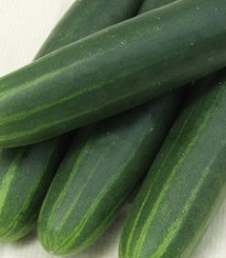 Okurka salátová Sonja - Cucumis sativus - semena - 15 ks