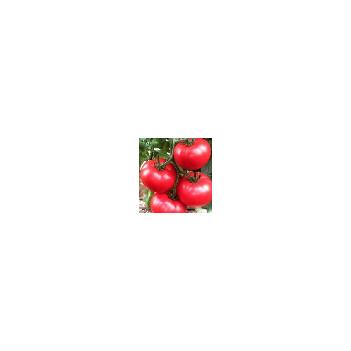 Rajče tyčkové hybridní Virginia F1 - semena rajčete - 5 ks