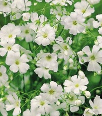 Šáter ozdobný - Gypsophila elegans maxima alba - semena - 150 ks
