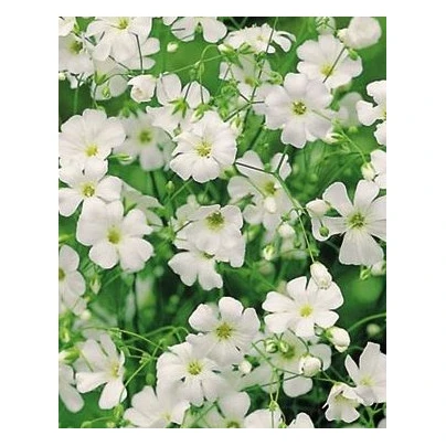 Šáter ozdobný - Gypsophila elegans maxima alba - semena - 150 ks