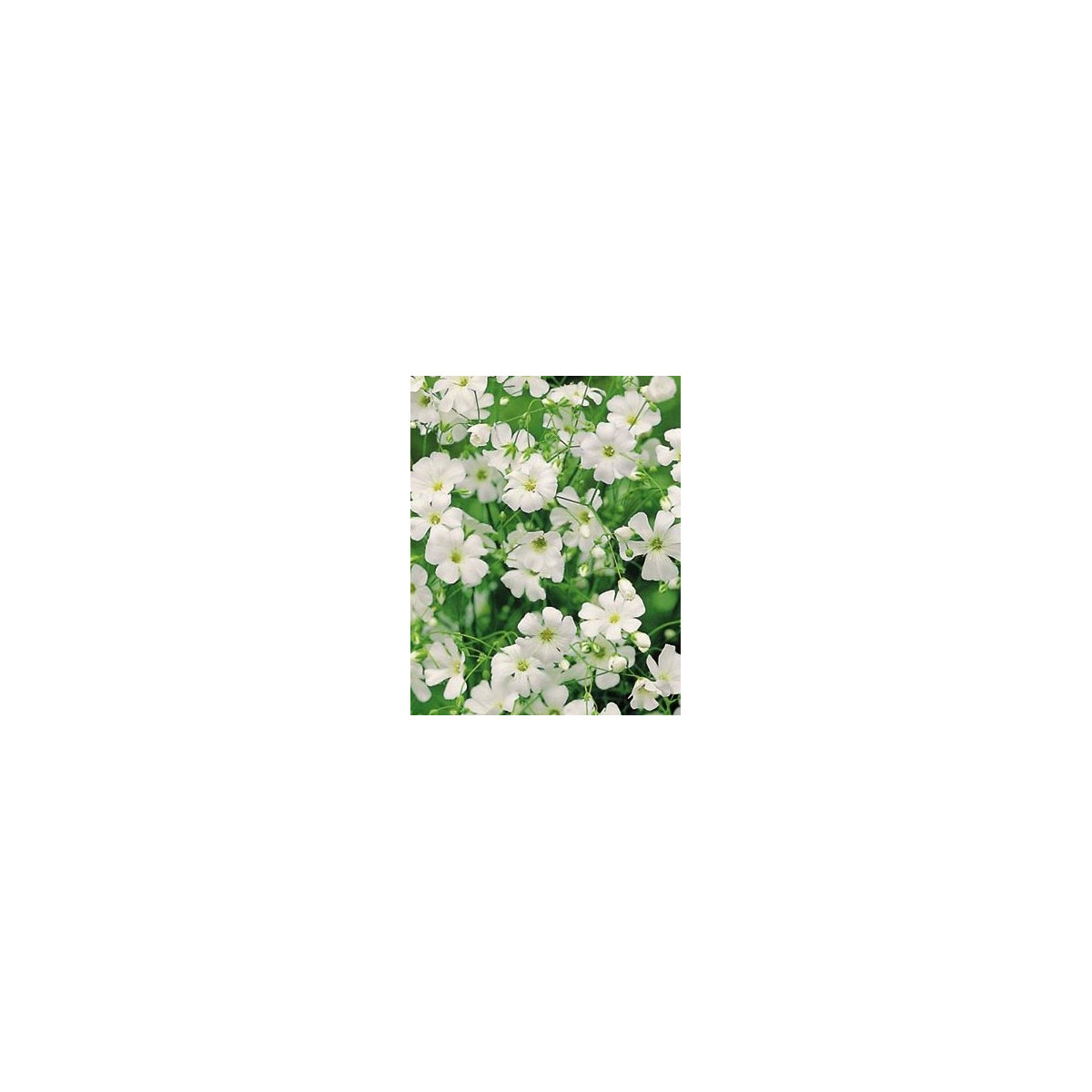 Šáter ozdobný - Gypsophila elegans maxima alba - semena - 150 ks