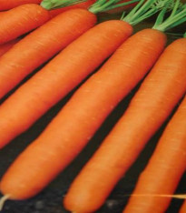 Mrkev Amsterdam raná karotka - Daucus carota - semena - 900 ks