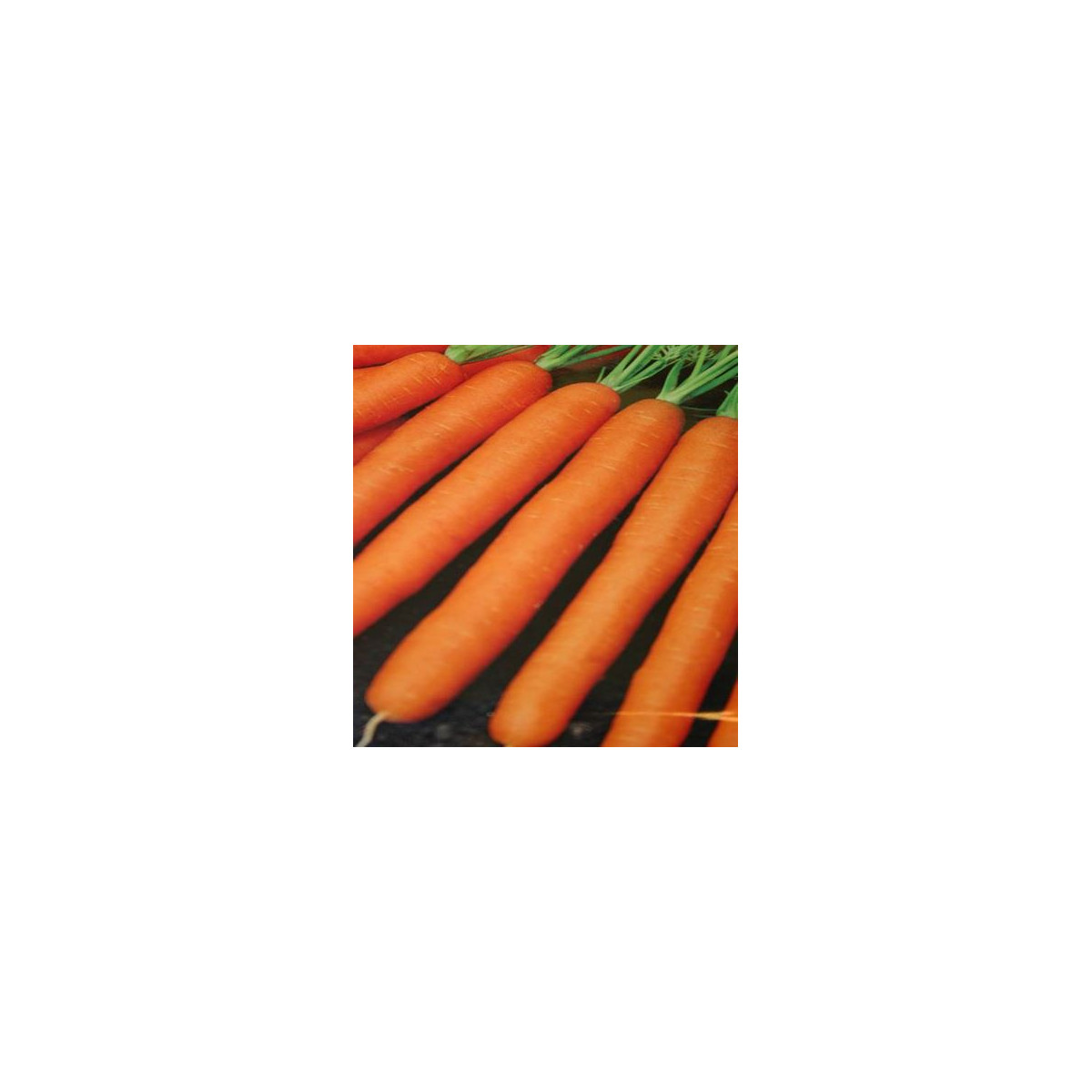 Mrkev Amsterdam raná karotka - Daucus carota - semena - 900 ks