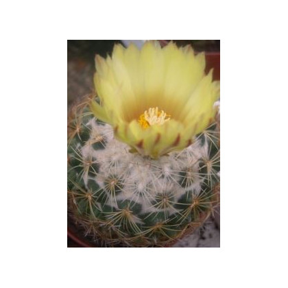Kaktus - Coryphantha bergeriana - semena kaktusu - 5 ks