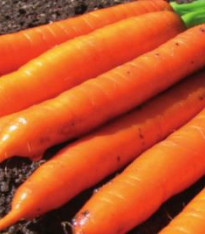 Mrkev F1 Ingot - Daucus carota - semena - 50 ks