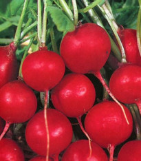 Ředkvička Princ Rotin - Raphanus sativus - semena - 0,5 g
