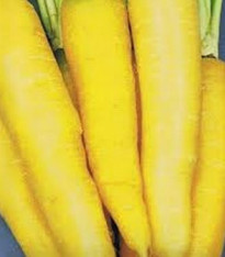 Mrkev žlutá Lobbericher - Daucus carota ssp. sativus - semena - 1 g