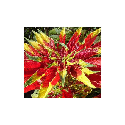 Laskavec tricolor - semena laskavce - Amaranthus tricolor - 0,2 gr