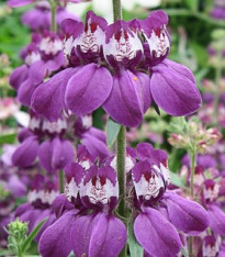 Kolinsie různolistá Bicolor - Collinsia heterophylla - semena - 10 ks