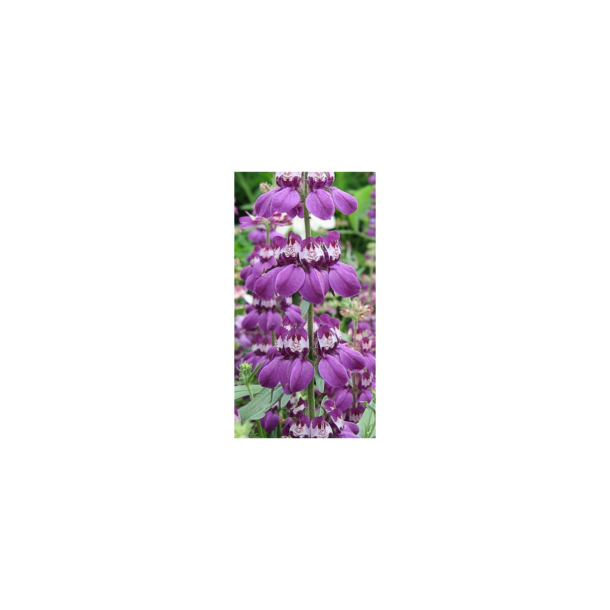 Kolinsie různolistá Bicolor - Collinsia heterophylla - semena - 10 ks