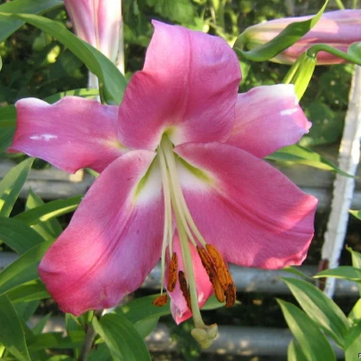 Lilie Bernini - Lilium - cibuloviny - 1 ks