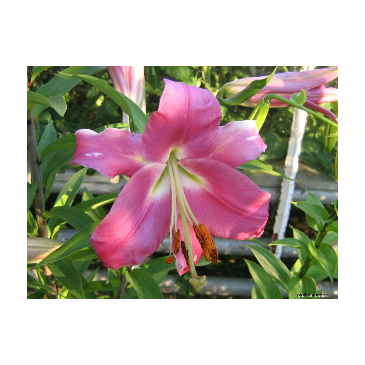 Lilie Bernini - Lilium - cibuloviny - 1 ks