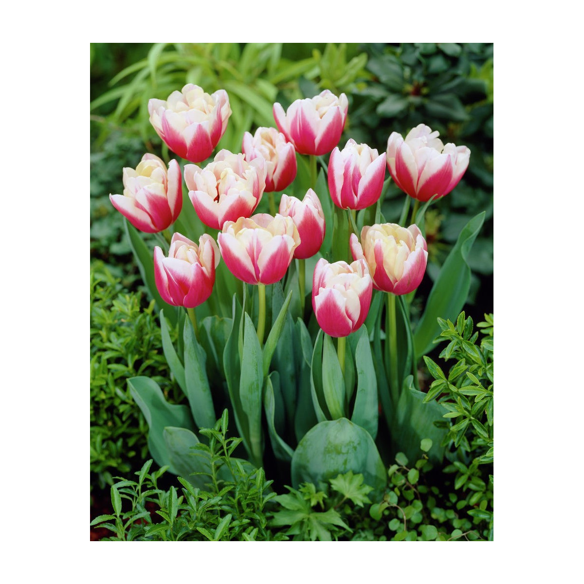 Tulipán Wirosa - Tulipa - cibuloviny - 3 ks