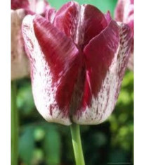 Tulipán Modern style - Tulipa - cibuloviny - 3 ks