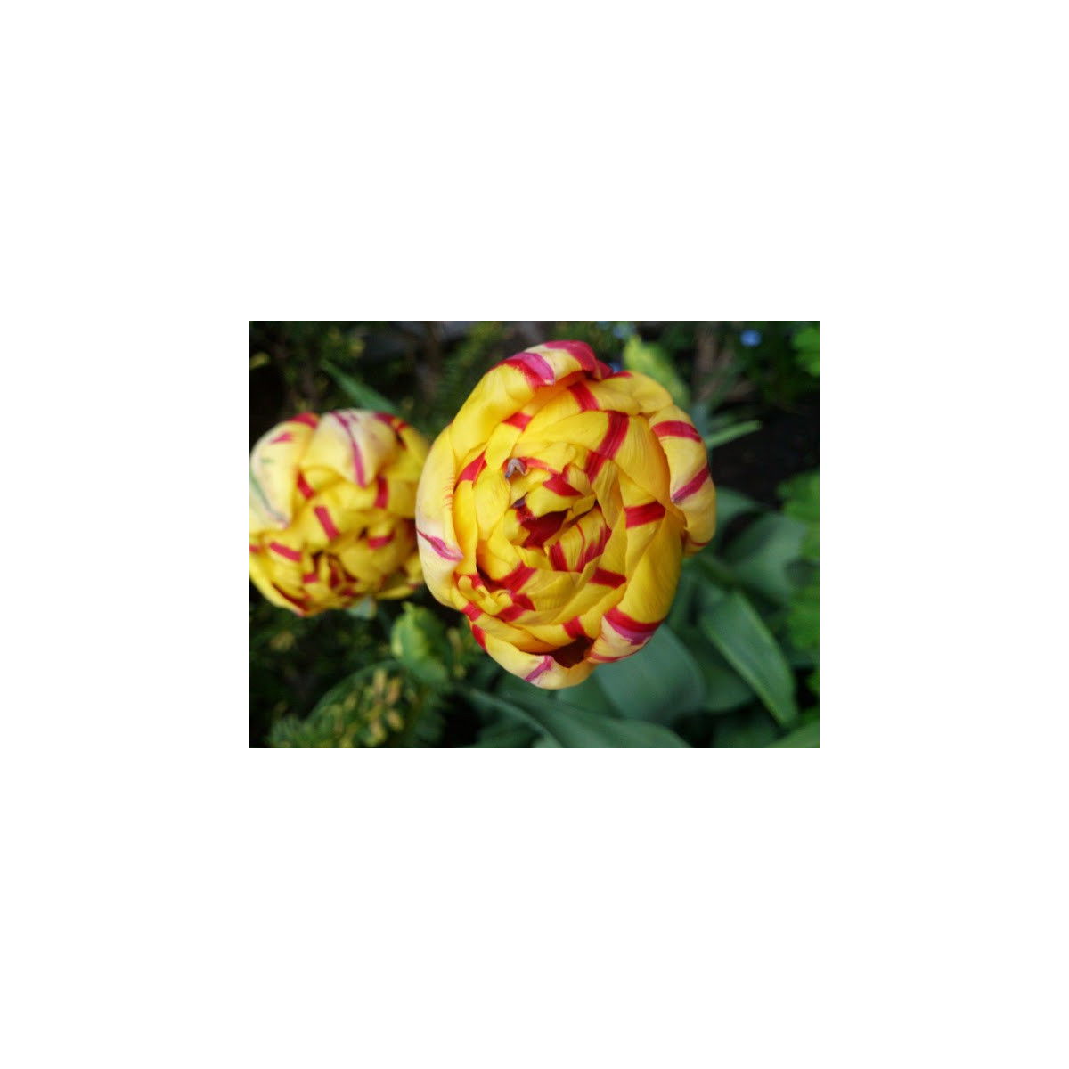 Tulipán Golden Nizza - Tulipa - cibuloviny - 3 ks