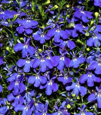 Lobelka drobná směs - Lobelia erinus - semena - 1 000 ks
