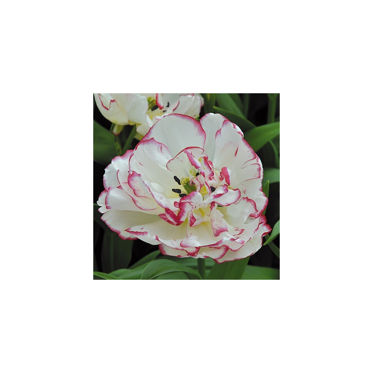 Tulipán Belicia - Tulipa - cibuloviny - 3 ks