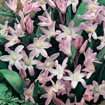 Ladonička růžová - Chionodoxa giant - cibuloviny - 5 ks