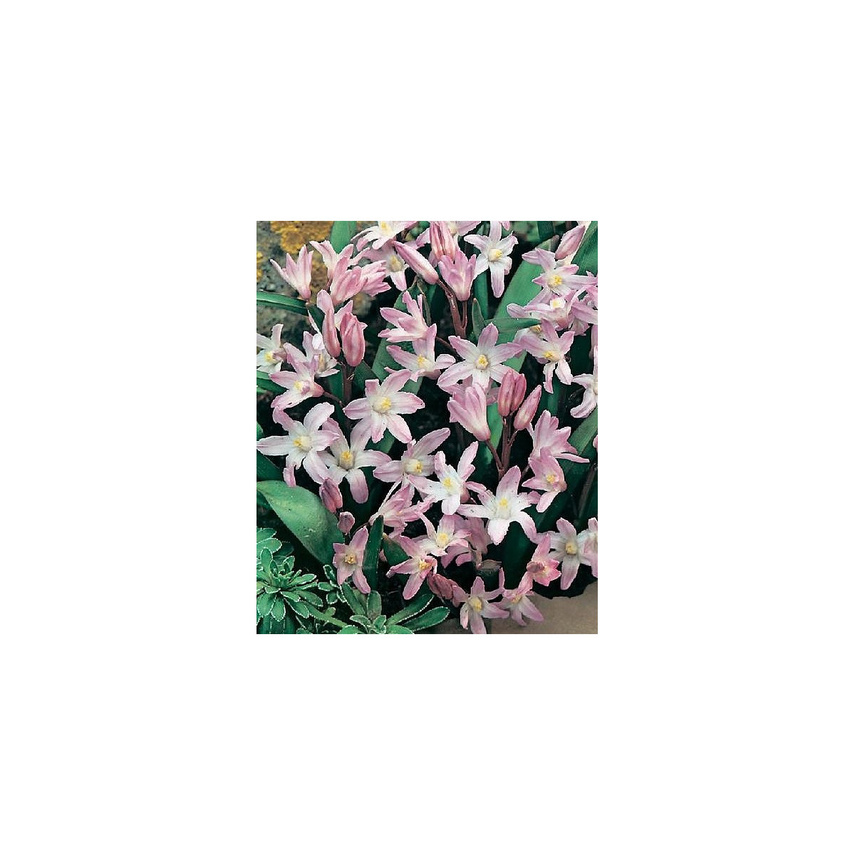 Ladonička růžová - Chionodoxa giant - cibuloviny - 5 ks