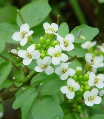 Řeřicha vodní či potoční - Nasturtium officinale - semena - 0,5 g