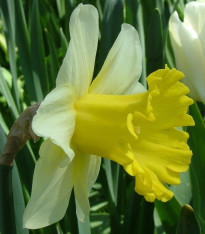 Narcis Goblet - Narcissus - cibuloviny - 3 ks