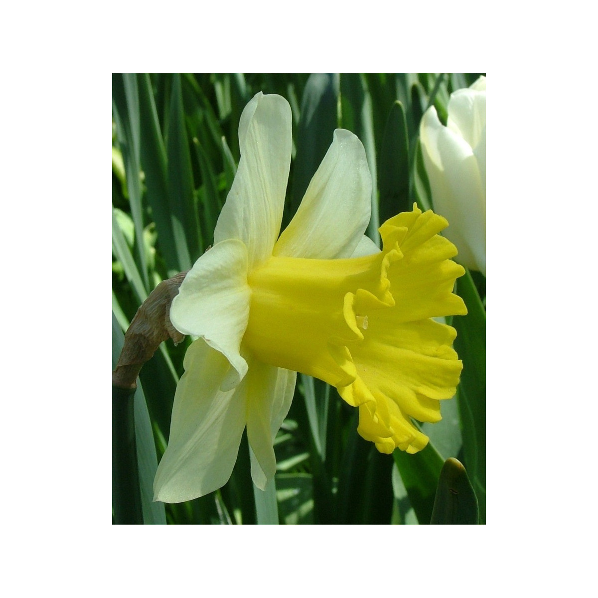 Narcis Goblet - Narcissus - cibuloviny - 3 ks
