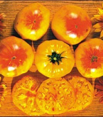 Rajče Zlatá medaile - Lycopersicon esculentum - semena - 6 ks