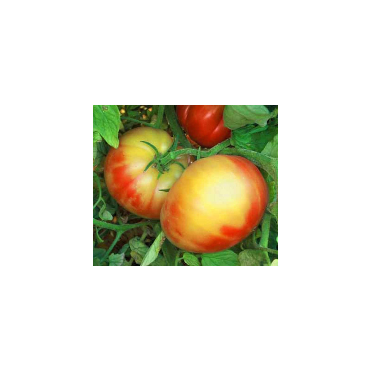 Rajče dvoubarevné - semena rajčete - 6 ks
