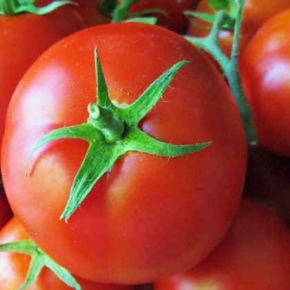 Rajče polní zakrslé Saint Pierre - semena rajčat - 15 ks