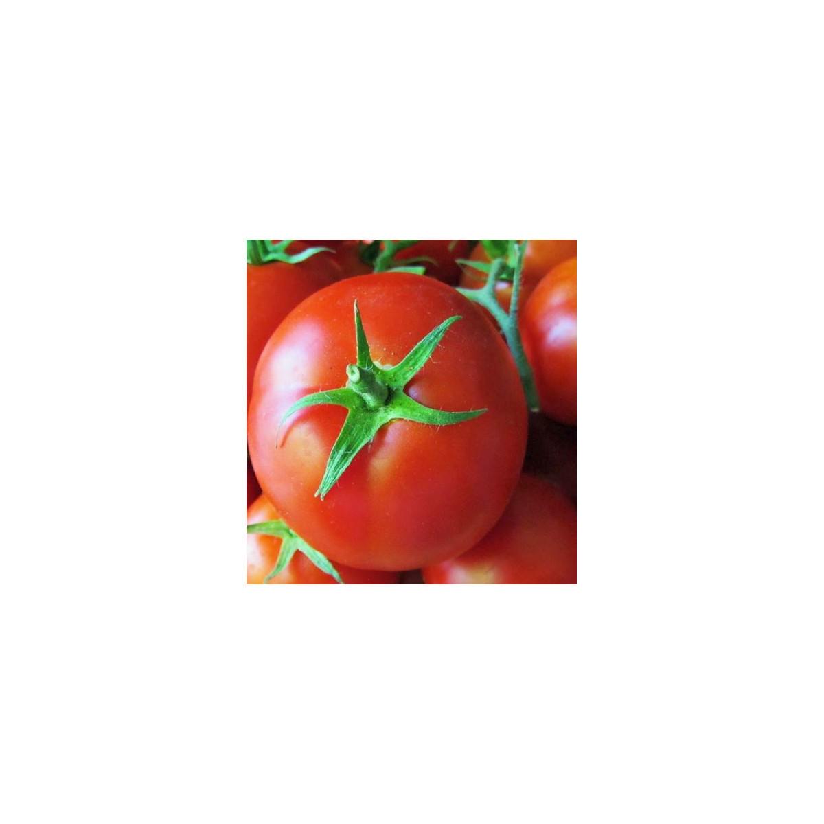 Rajče polní zakrslé Saint Pierre - semena rajčat - 15 ks