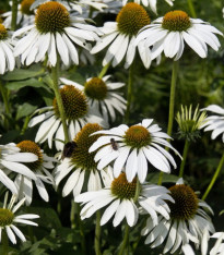 Třapatka - White Swan - semena Třapatky - Echinacea purpurea - 15 ks