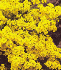Tařice skalní - Alyssum saxatile - Gold dust - semena - 150 ks