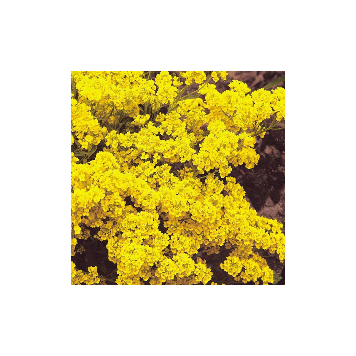 Tařice skalní - Alyssum saxatile - Gold dust - semena - 150 ks